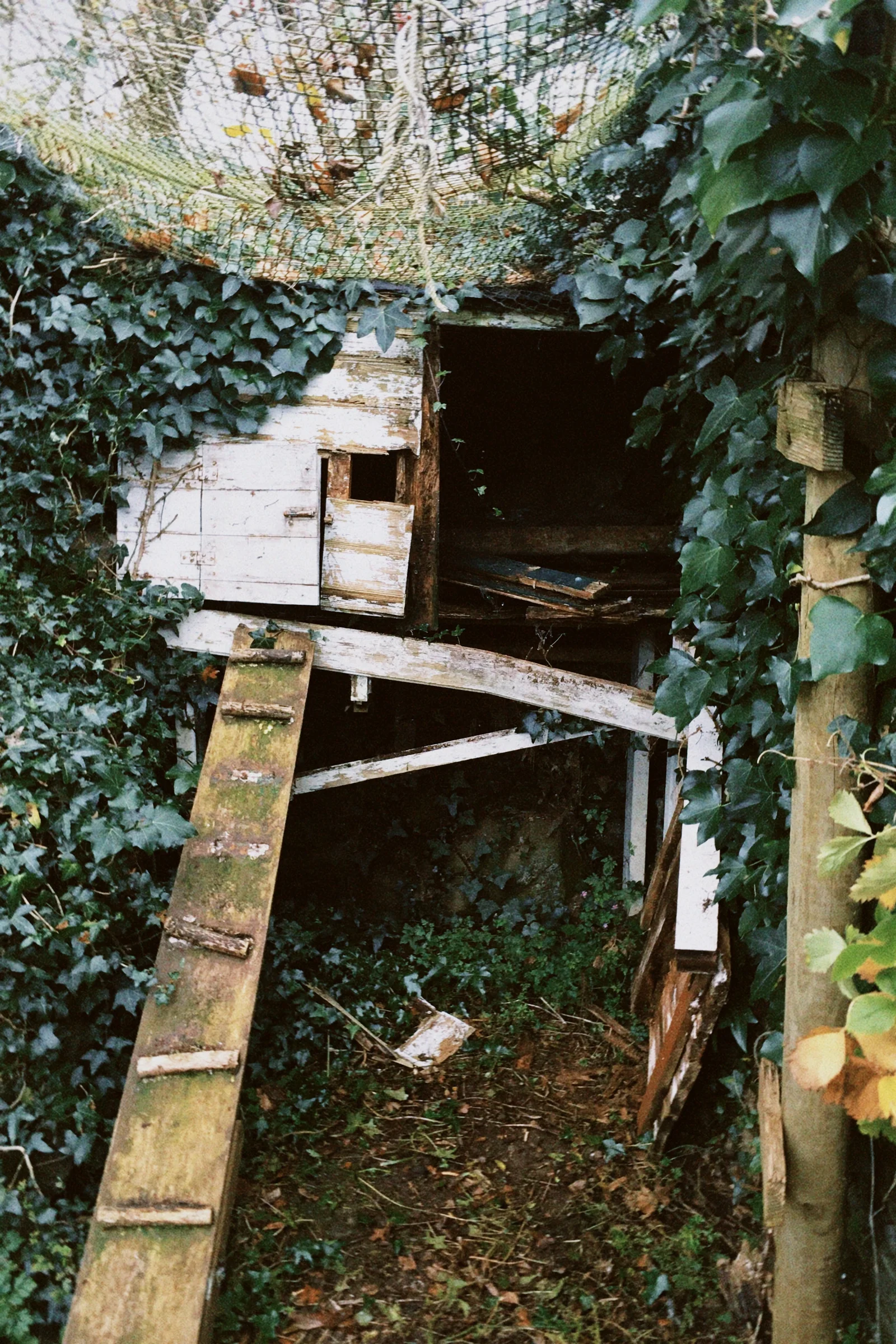 Chicken coup before